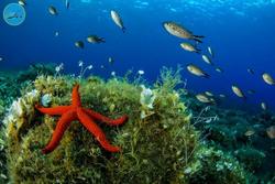حفاظت از حیات زیر آب؛ ضامن توسعه پایدار