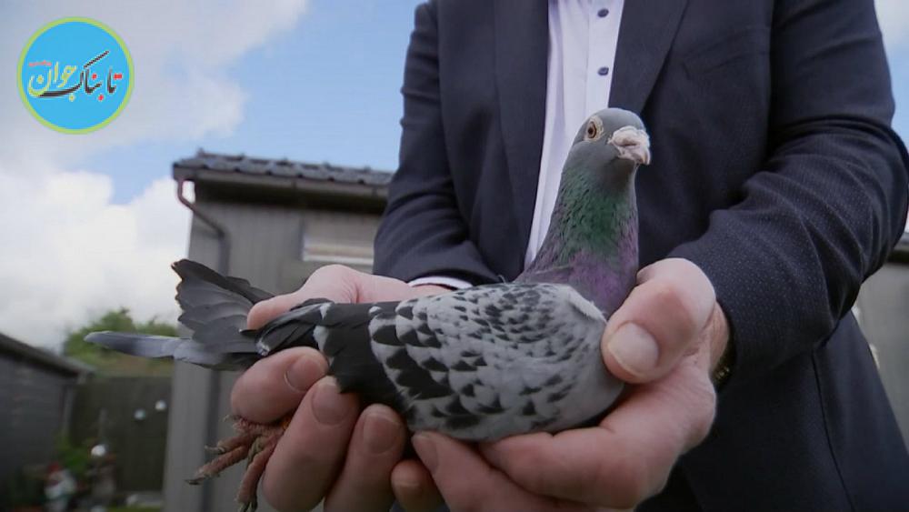 بسته خبری: کبوتر یک میلیون یورویی را ببینید!