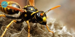 کشف چهار زنبور زنده در زیر پلک یک زن تایوانی