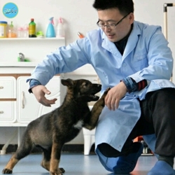 شبیهه سازی سگ های پلیس توسط چینی ها