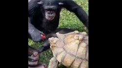 پذیرایی جالب شامپانزه از لاک پشت با میوه + فیلم