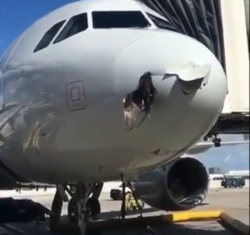 وضعیت دردناک یک عقاب بعد از برخورد با هواپیما+ فیلم