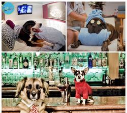 هتلی برای سگ ها در کالیفرنیا +عکس