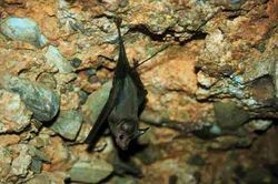 غار خفاش، غار ۱۰۰ هزار ساله‌ پیش از میلاد در دهلران + تصاویر