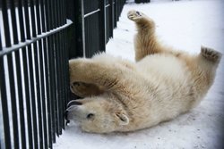 شیطنت خرس‌های قطبی در مسکو+ تصاویر