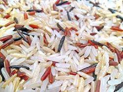 کشت برنج‌های رنگی در بابل