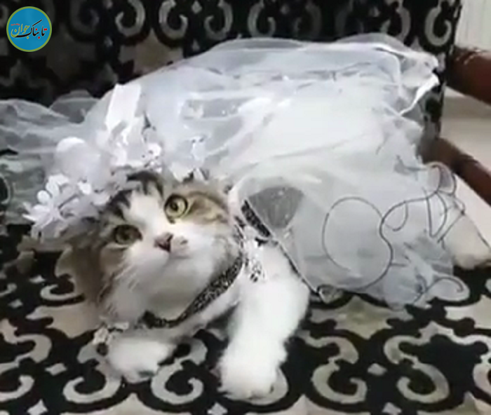 جشن عروسی مجلل گربه‌ها یک زوج عرب+فیلم