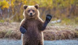 دیدار جالب یک خرس و ناجی اش بعد از چند سال + فیلم