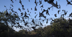 خفاش‌ها هم فاصله‌گیری اجتماعی را رعایت می‌کنند!