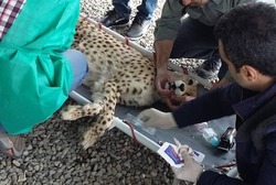 جزییات انتقال یوزپلنگ ایرانی به سمنان