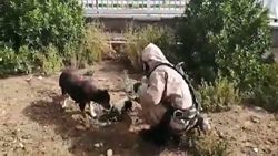 نجات توله سگ توسط آتش نشانان ایرانی + فیلم