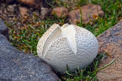 آیا قارچ‌های کوهی خوراکی هستند؟