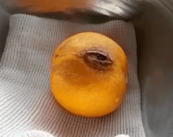 ماجرای پرتقالی که گریه می‌کند! + فیلم