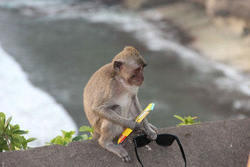 میمونی که اهل معامله است! + فیلم