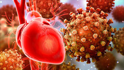 ویروس کرونا می‌تواند سلول‌های قلب را نابود کند