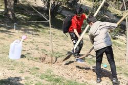 کاشت 80 نهال توسط کودکان کار در شمال تهران