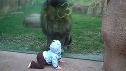 ویدیویی از یک شیر و کودک در باغ وحش