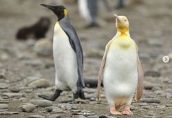 پنگوئن عجیبی که معروف شد +عکس