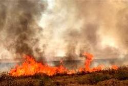 آتش سوزی ۴۰ هکتار از مراتع تنگ‌ارم بوشهر