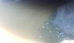 ماجرای تلف شدن ۱۰ هزار ماهی در رامسر چیست؟