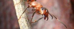 مورچه‌های چوب حافظه نامتقارن دارند