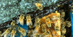 نجات زنبورعسل ‌های در حال انقراض با جلبک