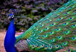 پرواز زیبای طاووس + عکس