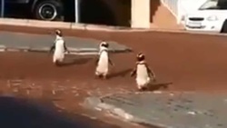 پرسه پنگوئن‌ها در خیابان‌های شهر!
