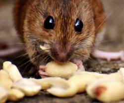 ضیافت موش‌ها در غذاخوری یک بیمارستان! + فیلم