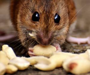 ضیافت موش‌ها در غذاخوری یک بیمارستان!