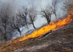 ویدیویی از فرار حیوانات وحشی پس از آتش‌سوزی در خائیز