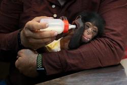سرنوشت باران، شامپانزه سه ساله مشخص شد