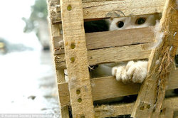 نجات ۷۰۰ گربه از سلاخی برای رستوران‌های چینی + فیلم