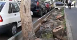 برکناری آقای شهردار به دلیل قطع درختان خیابان فلسطین تهران