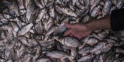 رهاسازی ۱۰۰ هزار ماهی در مازندران