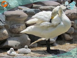 تولد کمیاب ترین گونه جوجه قوی فریادکش در باغ پرندگان تهران