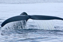 روایتی شنیدنی از نحوه نجات یک نهنگ مادر در دریای عمان + فیلم