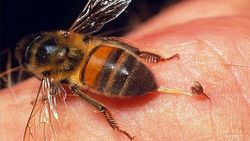درمان کرونا با نیش زنبور عسل؟ + فیلم