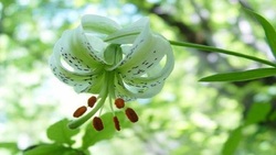 آشنایی با سوسن چلچراغ زیباترین گل در طبیعت ایران