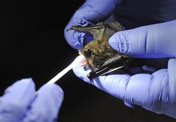 یافته‌های جدید از زندگی ۷۰ ساله خفاش‌ها با ویروس کرونا