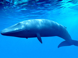 صحنه دیدنی حضور یک نهنگ غول پیکر در کنار قایق تحقیقاتی + فیلم