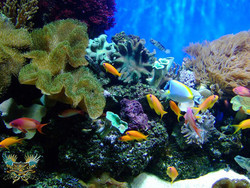 ردپای کرونا در آبزیان دریایی هم پیدا شده