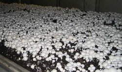نکاتی درباره‌ی پرورش قارچ‌ در خانه
