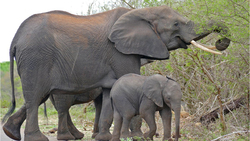 مهر مادری یک فیل، جان بچه‌اش را نجات داد + فیلم