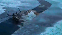نجات گوزن قرمز از یک رودخانه یخ زده + فیلم
