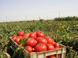 گوجه سر مزرعه ۵۰۰ تومان در مغازه ۲۳ هزار تومان! + فیلم