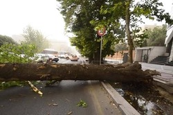 سقوط وحشتناک درخت روی خودروها در خیابان ولیعصر + فیلم