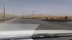 عبور گله گوسفندان از وسط جاده خرم آباد به بروجرد + فیلم
