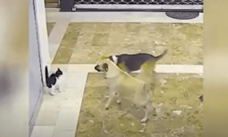 دفاع یک گربه مادر از بچه اش در برابر سه سگ + فیلم