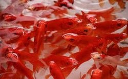 چرا نباید ماهی قرمز را در محیط‌های طبیعی رها کنیم؟